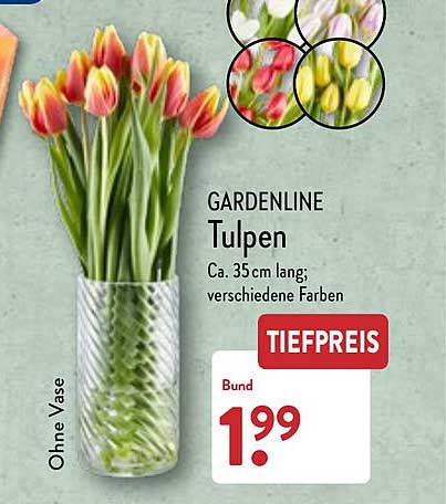 ALDI Nord Gardenline Tulpen
