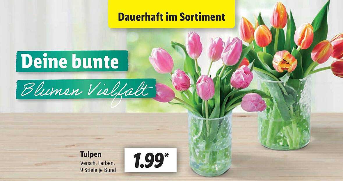 Tulpen Angebot bei Lidl 1Prospekte.de