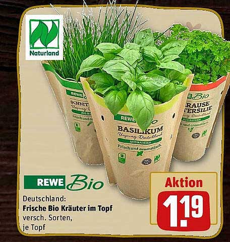 Rewe Bio Frische Bio Kräuter Im Topf Angebot bei REWE 1Prospekte.de