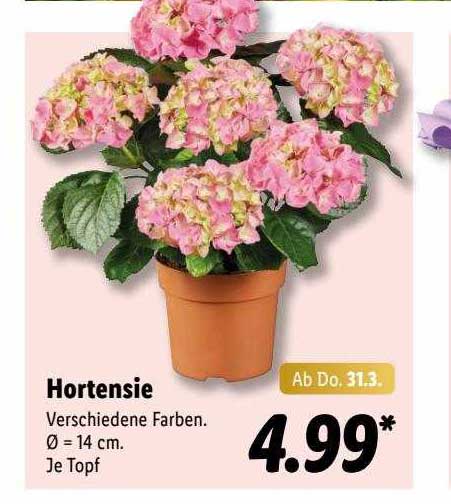60+ Hortensien Lidl Angebot, Jetzt herausfinden, ob es im aktuellen
