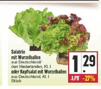 Salattriomix Mit Wurzelballen Angebot bei Famila