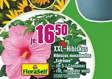 Hornbach Floraself XXL-hibiskus