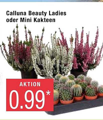 Calluna Beauty Ladies Oder Mini Kakteen Angebot bei Marktkauf