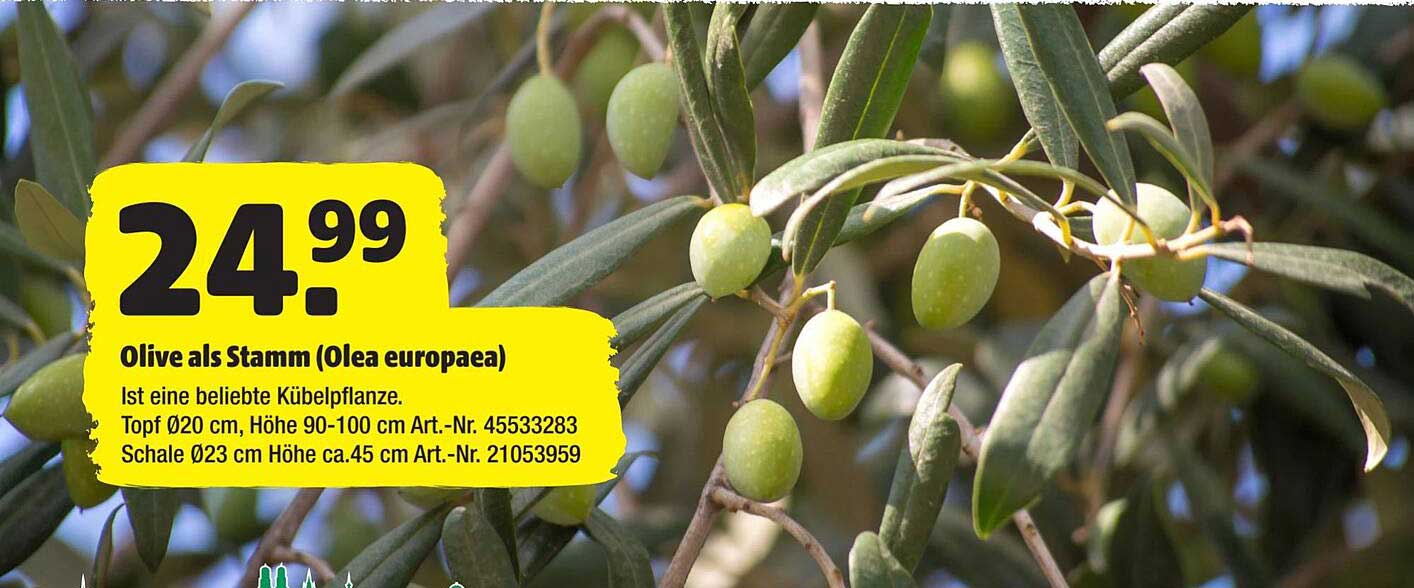 Hagebaumarkt Olive Als Stamm (olea Europaea)