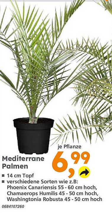 Mediterrane Palmen Angebot bei Globus Baumarkt 1Prospekte.de