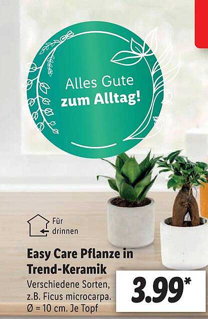 Easy Care Pflanze In Trendkeramik Angebot bei Lidl 1Prospekte.de