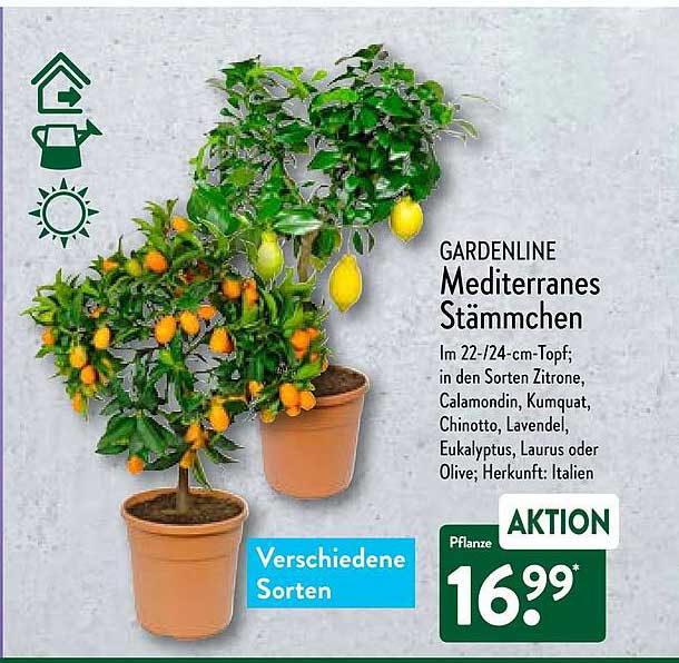 Gardenline Mediterranes Stämmchen Angebot bei ALDI Nord 1Prospekte.de