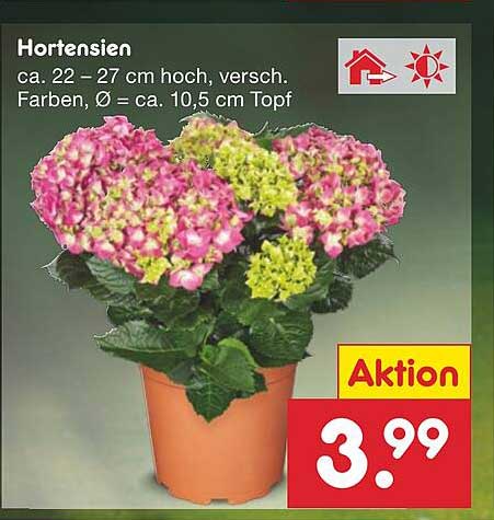 Hortensien Angebot Netto