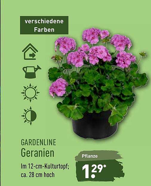 Gardenline Geranien Angebot bei ALDI Nord 1Prospekte.de