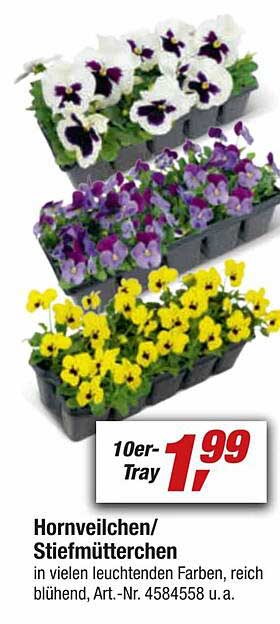 Hornveilchen Oder Stiefmütterchen Angebot bei Toom Baumarkt