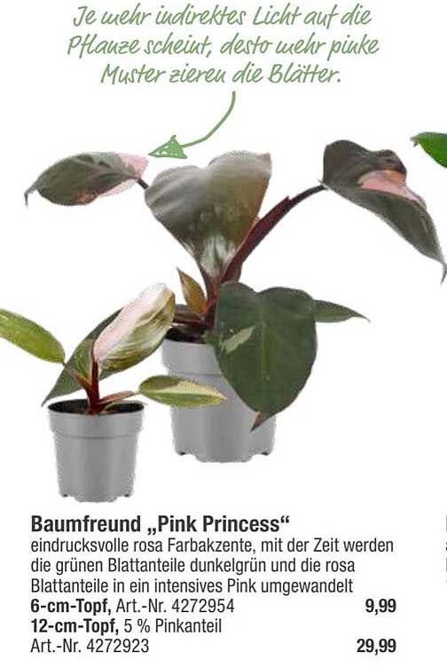 Toom Baumarkt Baumfreund „pink Princess”
