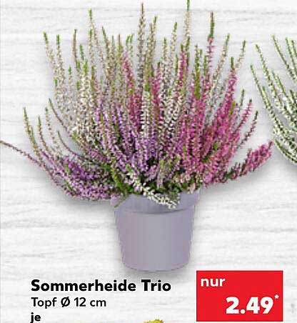 Kaufland Sommerheide Trio