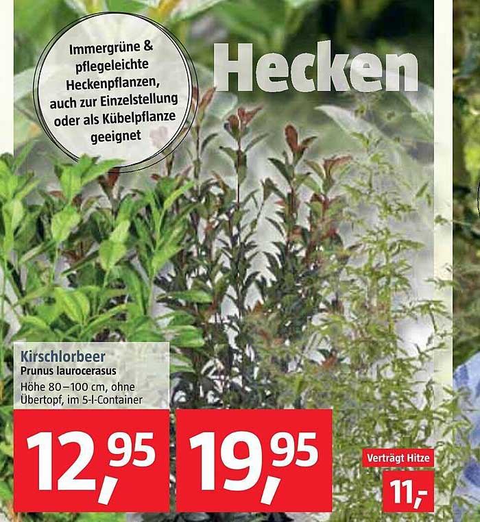 Kirschlorbeer Angebot bei Bauhaus 1Prospekte.de
