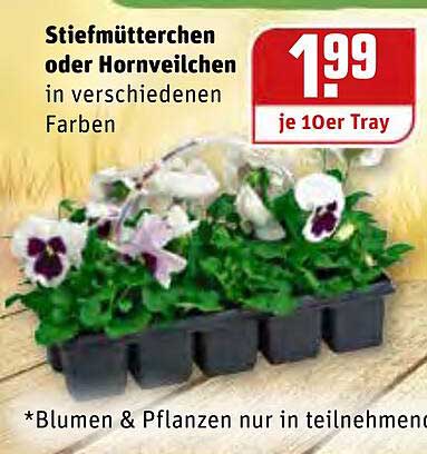 Stiefmütterchen Oder Hornveilchen Angebot bei REWE Kaufpark 1Prospekte.de