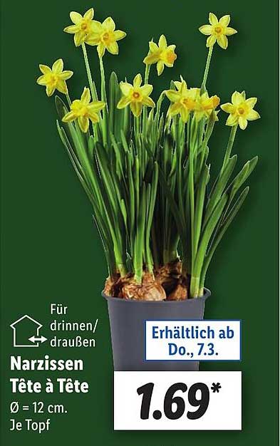 Narzissen Tête à Tête Angebot bei Lidl 1Prospekte.de