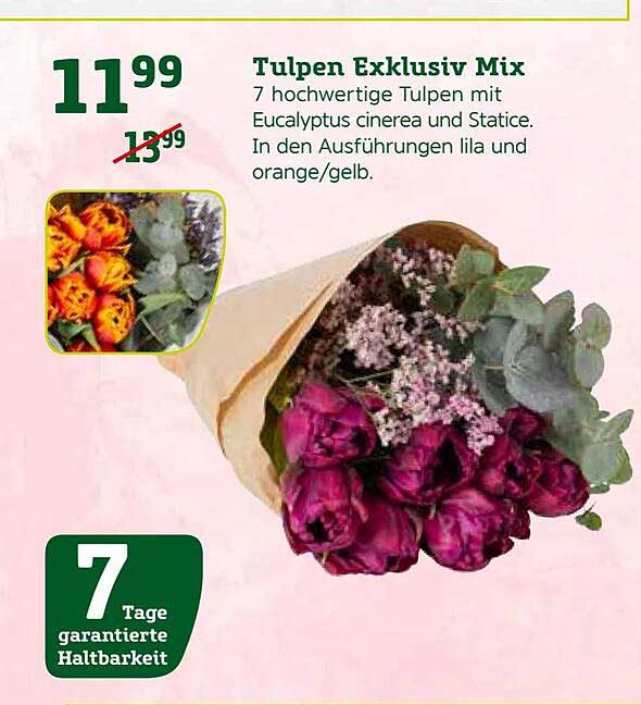 Pflanzen Kölle Tulpen Exklusiv Mix