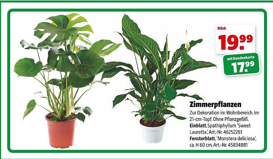Zimmerpflanzen Angebot bei Hagebaumarkt 1Prospekte.de