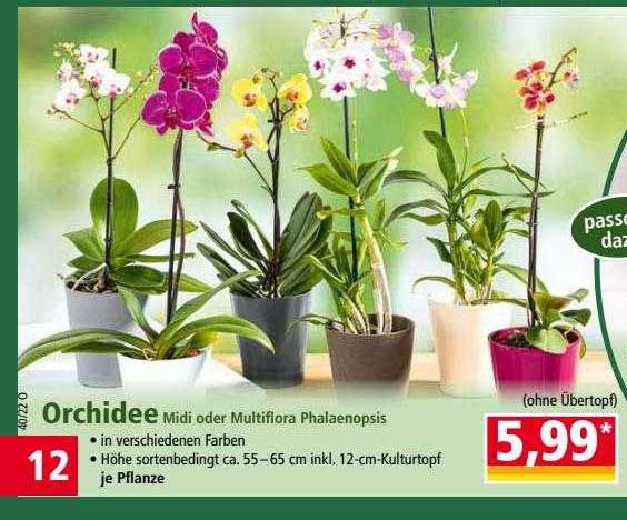 NORMA Orchidee Midi Oder Multiflora Phalaenopsis