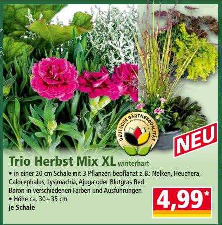 NORMA Trio Herbst Mix XL