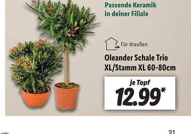 Oleander Schale Trio Xlstamm Xl 6080cm Angebot bei Lidl 1Prospekte.de