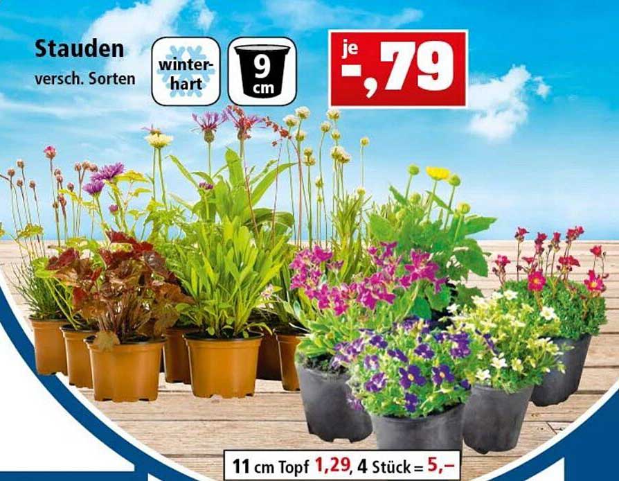 Stauden Angebot bei Thomas Philipps 1Prospekte.de
