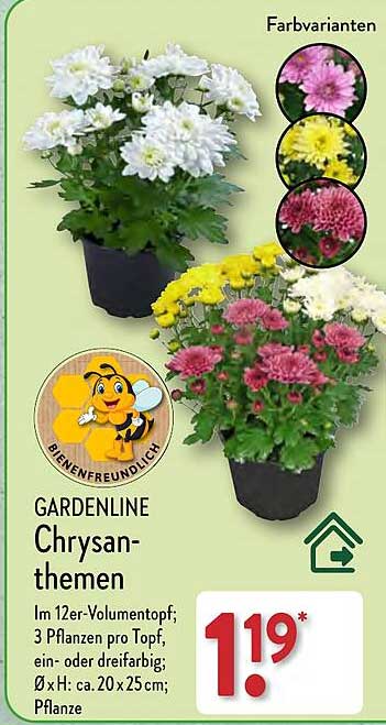 Gardenline Chrysanthemen Angebot bei ALDI Nord 1Prospekte.de