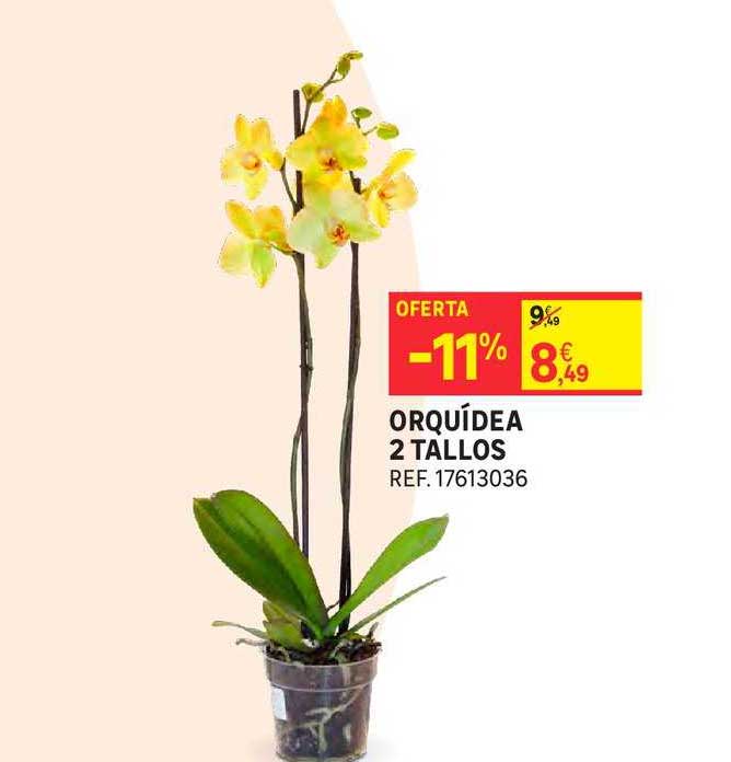 Oferta Oferta -11% Orquídea 2 Tallos en Leroy Merlin