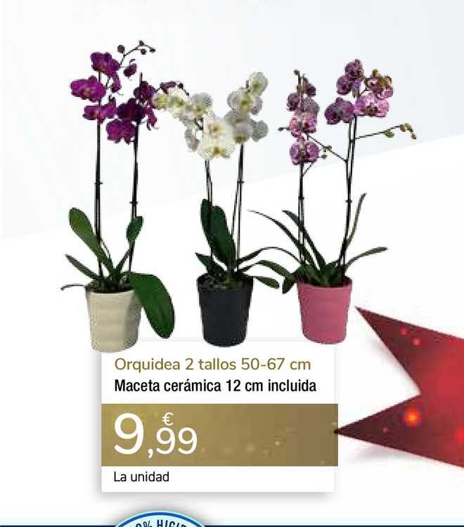 Oferta Orquidea 2 Tallos 50-67 Cm en Carrefour