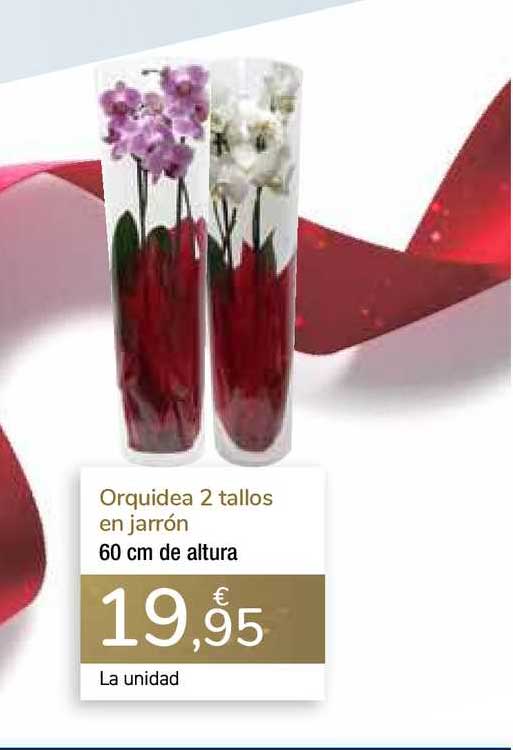 Oferta Orquidea 2 Tallos En en Carrefour