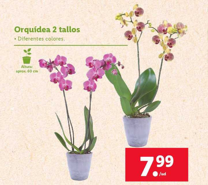 LIDL Orquídea 2 Tallos