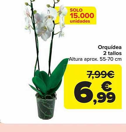 Carrefour Orquídea 2 Tallos