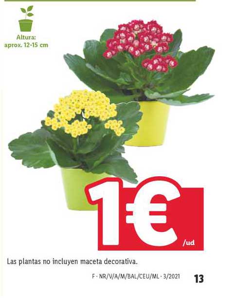 Oferta Las Plantas Incluyen Decorativa en LIDL