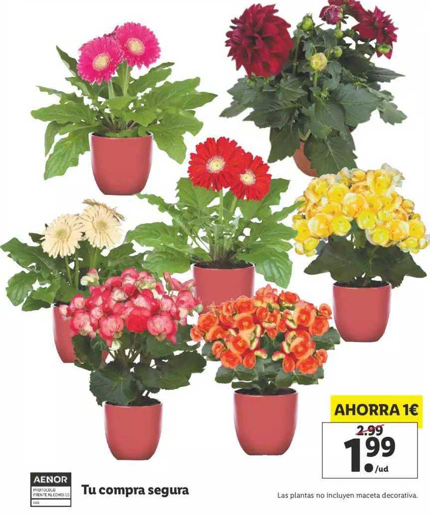 El cuarto revisión Gallina Oferta Ahorra 1€ Plantas Con Flor en LIDL