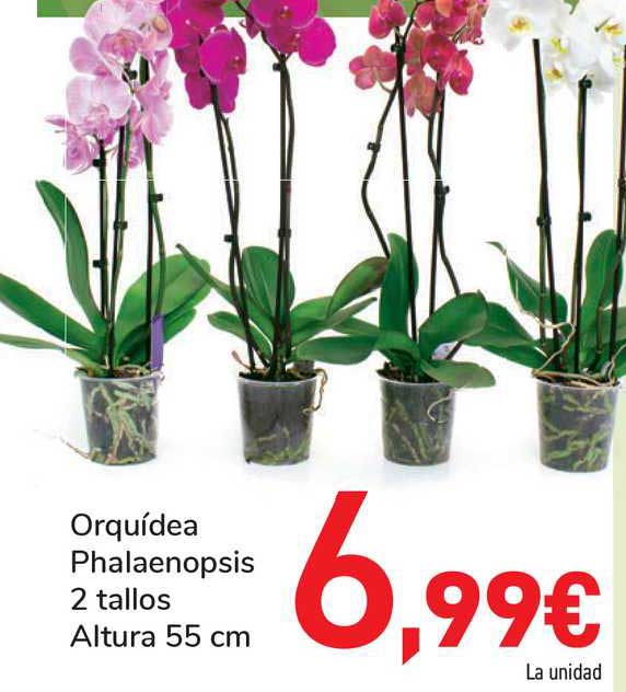 Oferta Orquídea Phalaenopsis en Carrefour