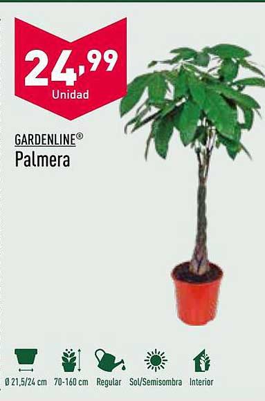 ALDI Gardenline Palmera