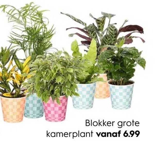 Blokker grote kamerplant vanaf 6.99