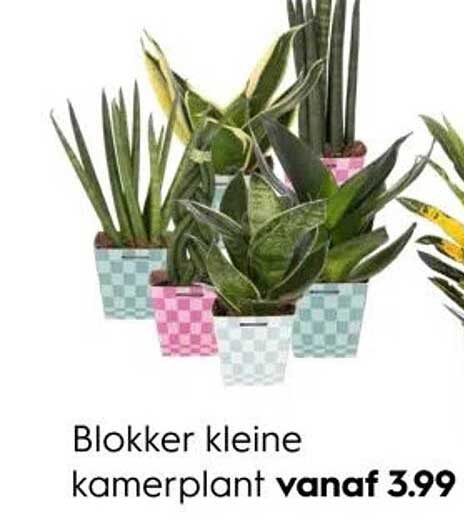 Blokker kleine kamerplant vanaf 3.99