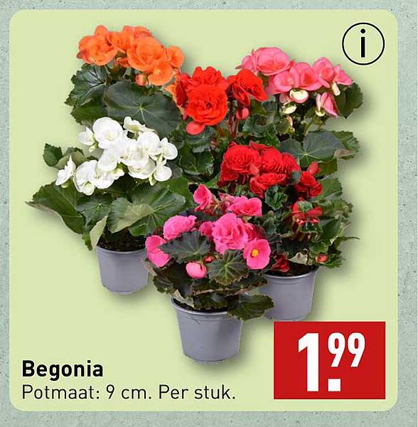 Begonia