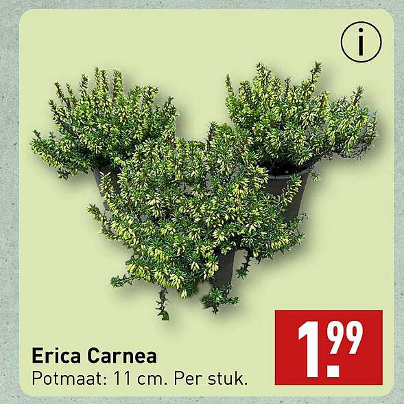 Erica Carnea