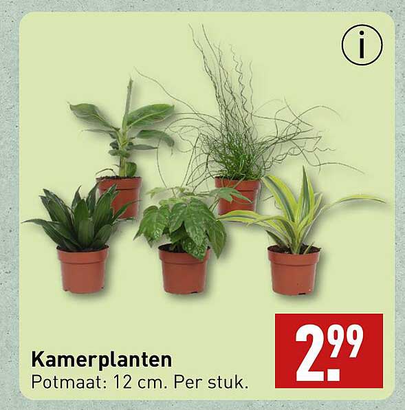 Kamerplanten