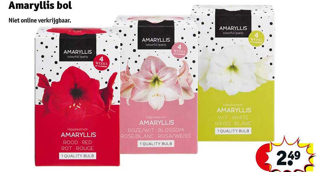 Amaryllis bol