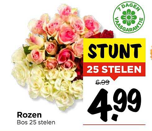 Rozen 25 stelen