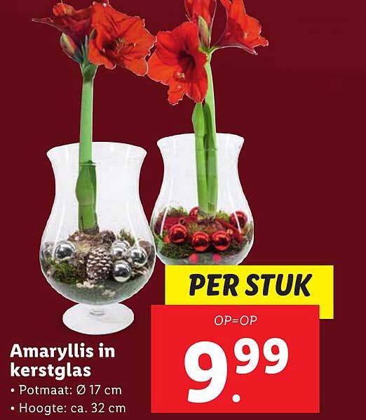 Amaryllis in kerstglas