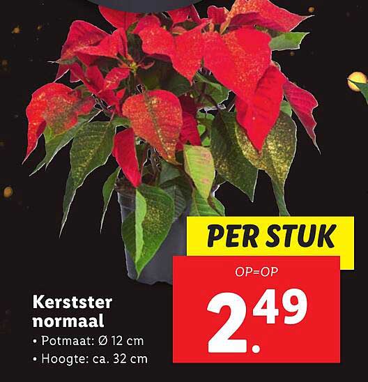 Kerstster normaal