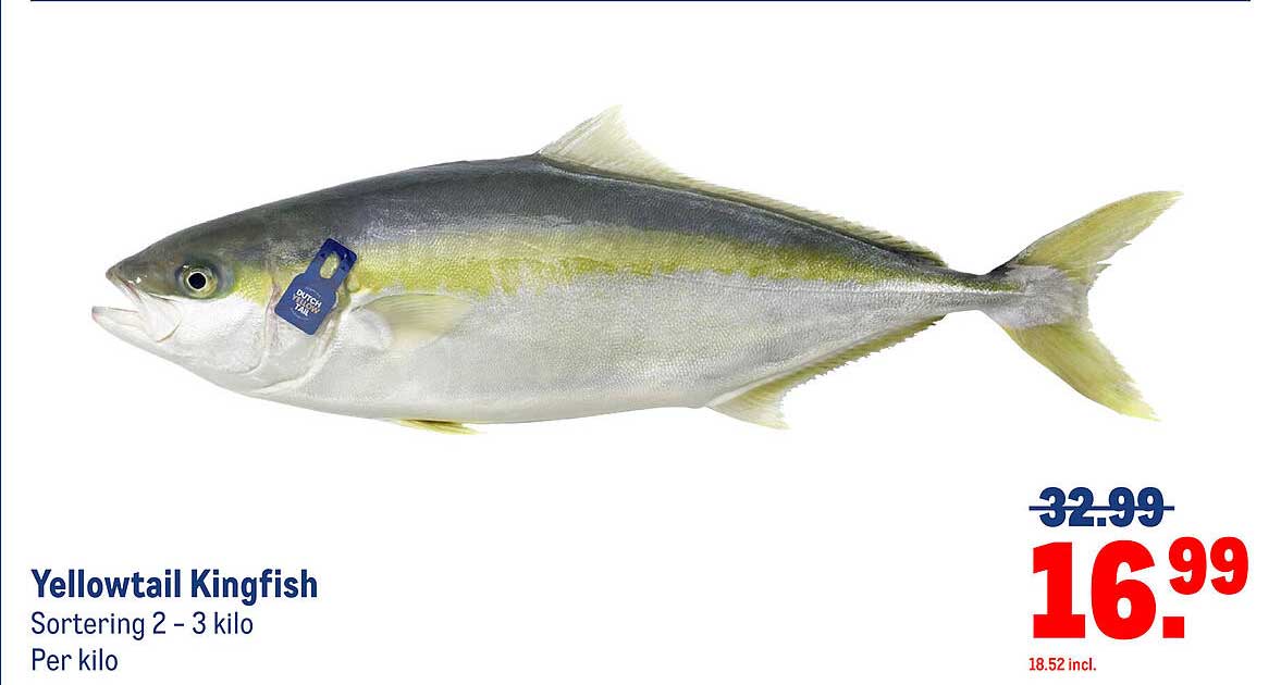 Yellowtail Kingfish