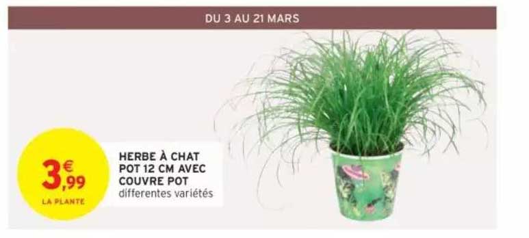 Offre Herbe A Chat Chez Auchan Direct