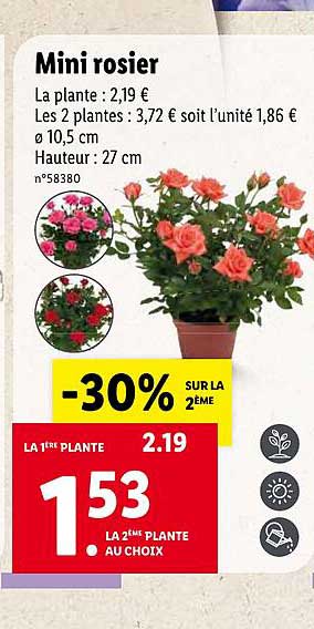 Mini Rosiers Lidl