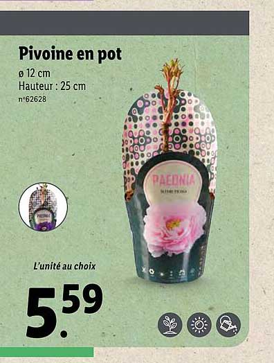 Pivoine En Pot Lidl
