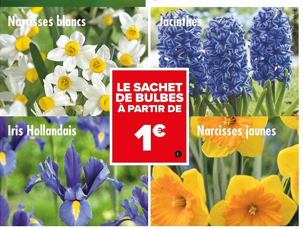 Offre Narcisses Blancs, Iris Hollandais, Narcisses Jaunes, Jacinthes chez  Carrefour