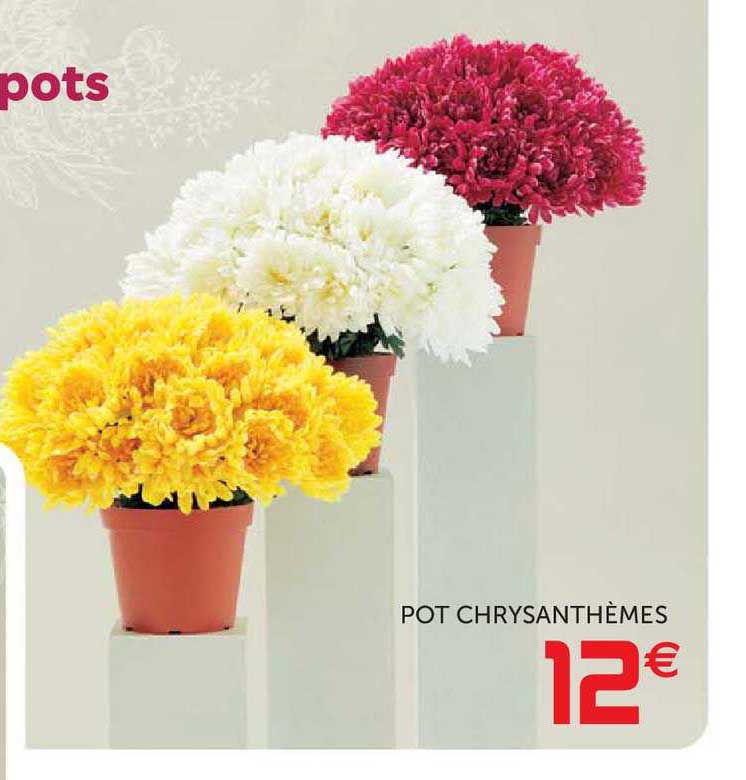 Offre Pot Chrysanthèmes chez GiFi